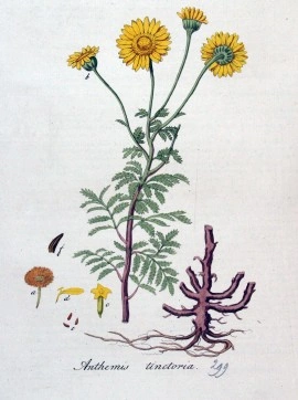 Musetel galben-Anthemis tinctoria - Img 8