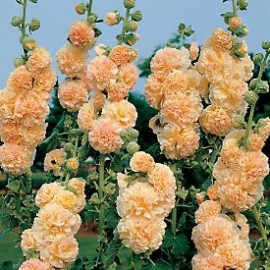 Nalba de gradina Double Apricot