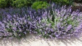Nepeta mussini-Catmint - Img 4