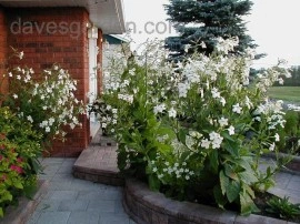 Nicotiana-Regina noptii alba - Img 3