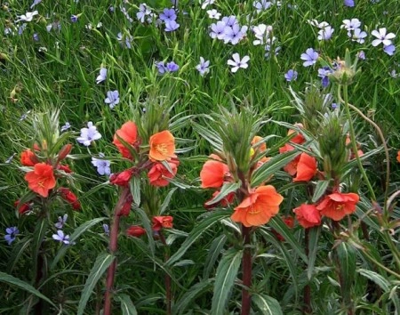 Oenothera Versicolor Sunset Boulevard - Img 3