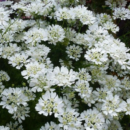 Orlaya Grandiflora