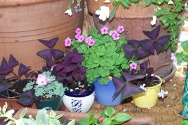 Oxalis Triangularis - Img 3