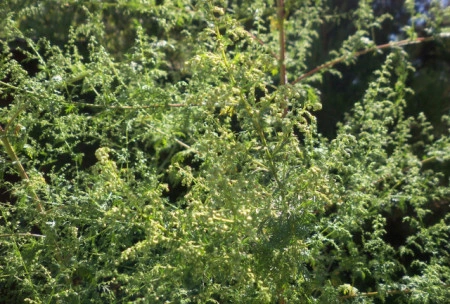Pelinita-Artemisia Annua - Img 5