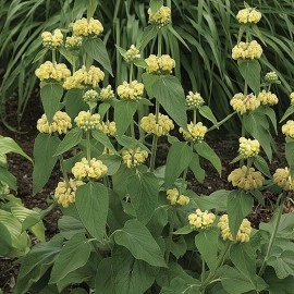 Phlomis russeliana-Ierusalim Salvie - Img 7