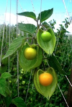 Physalis peruviana-Golden Berry - Img 2