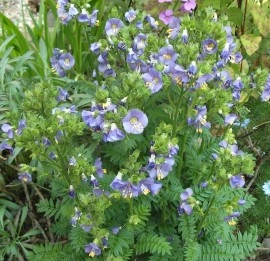Polemonium Caeruleum-Jacob's Ladder Blue - Img 5
