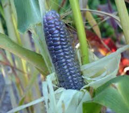 Porumb Dulce Hopi Blue - Img 2