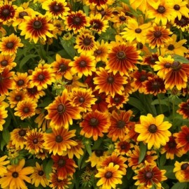 Rudbeckia Hirta Rustic Dwarfs Mixed