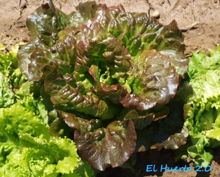 Salata Iceberg-Maravilla de Verano - Img 2