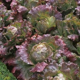 Salata Marvel 4 Seasons - Img 3