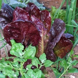 Salata verde Red Romaine-Red Cos Lettuce - Img 4
