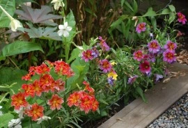 Salpiglossis sinuata mix - Img 7