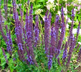 Salvia Nemorosa - Img 2