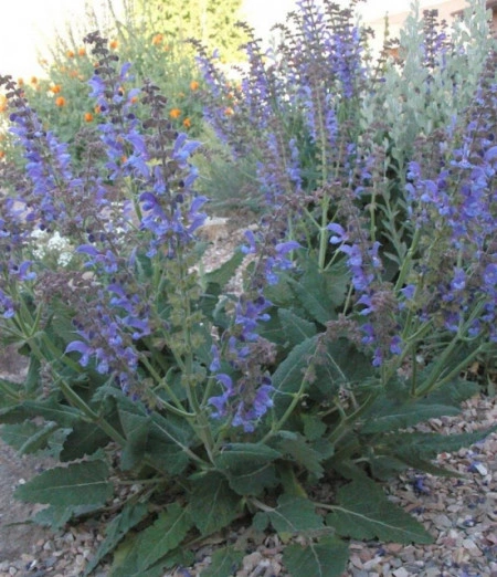 Salvia Transilvanica - Img 2