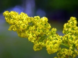 Sanziene galbene-Galium verum - Img 4