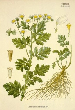 Spilcuta-Tanacetum parthenium - Img 2