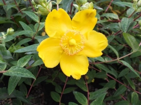 Sunatoare decorativa-Hypericum Monserianum - Img 6