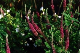 Teucrium hyrcanicum Purple Tails - Img 3
