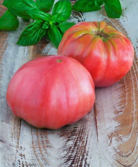 Tomate Brandywine Pink