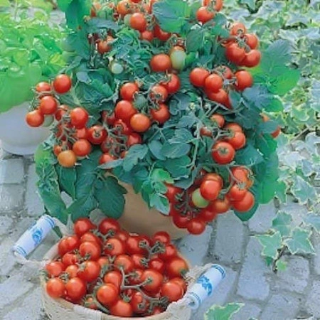 Tomate cherry Gartenperle - Img 4