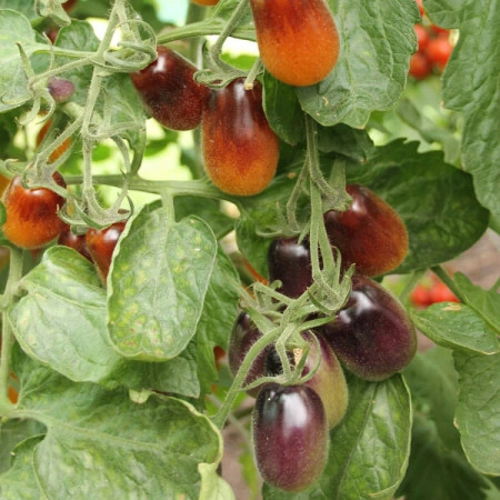 Tomate cherry Indigo Pear Drops - Img 4