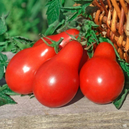 Tomate cherry Red Fig - Img 2