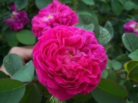 Trandafir de dulceata Rose de Rescht - Img 5