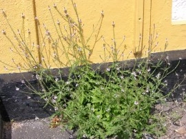 Verbena Officinalis - Img 3