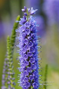 Veronica Spicata blue - Img 2