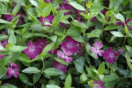 Vinca Minor atropurpurea-Saschiul