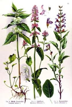 Vindecea-Stachys officinalis - Img 5