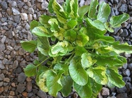 Winter Cress-Barbarea Vulgaris Variegata - Img 2