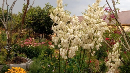 Yucca filamentosa - Img 6