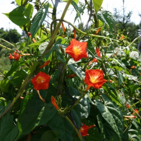 Zorele-Ipomoea Hederifolia Orange - Img 4