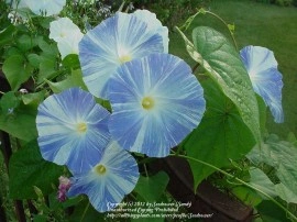Zorele-Ipomoea tricolor Flying Saucers - Img 2