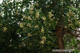 Acacia melanoxylon - Img 3