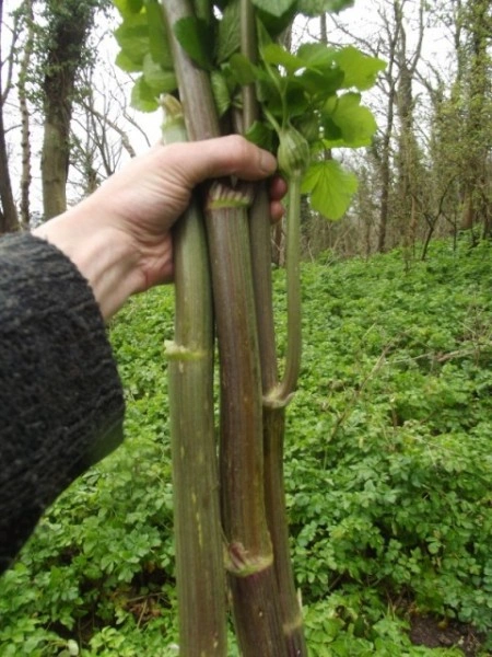 Alexanders-Smyrnium Olusatrum - Img 3