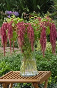 Amaranthus caudatus Coral Fountain - Img 4