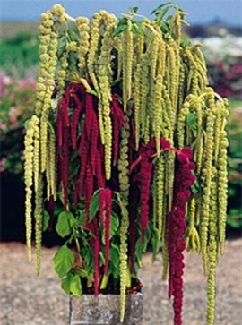 Amaranthus caudatus Green Cascade - Img 3