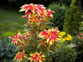 Amaranthus tricolor Splendens - Img 5