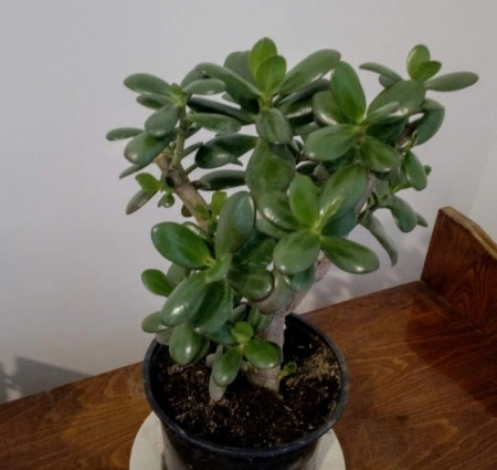 Arbore de Jad-Crassula Ovata - Img 2