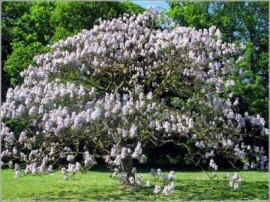 Arborele Printesei-Paulownia tomentosa - Img 3
