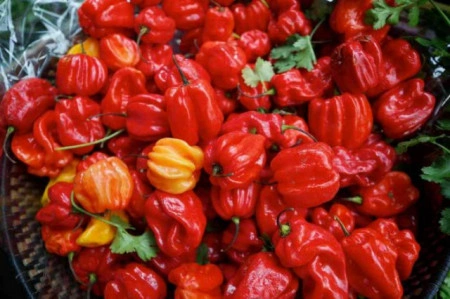 Ardei iute Scotch Bonnet Red - Img 2