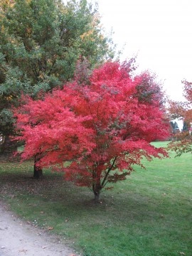 Artar japonez-Acer palmatum atropurpurea - Img 2