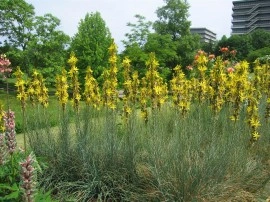 Asphodeline lutea - Img 6