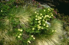 Astragalus Membranaceus - Img 3