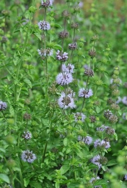 Busuiocul cerbilor-Mentha pulegium - Img 3