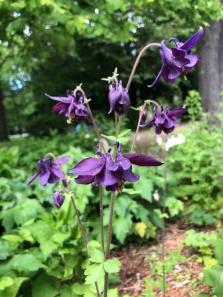 Caldarusa-Aquilegia Atrata - Img 2