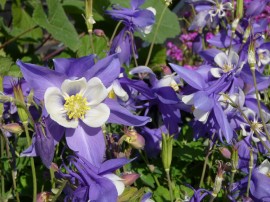 Caldarusa-Aquilegia Caerulea Blue Star